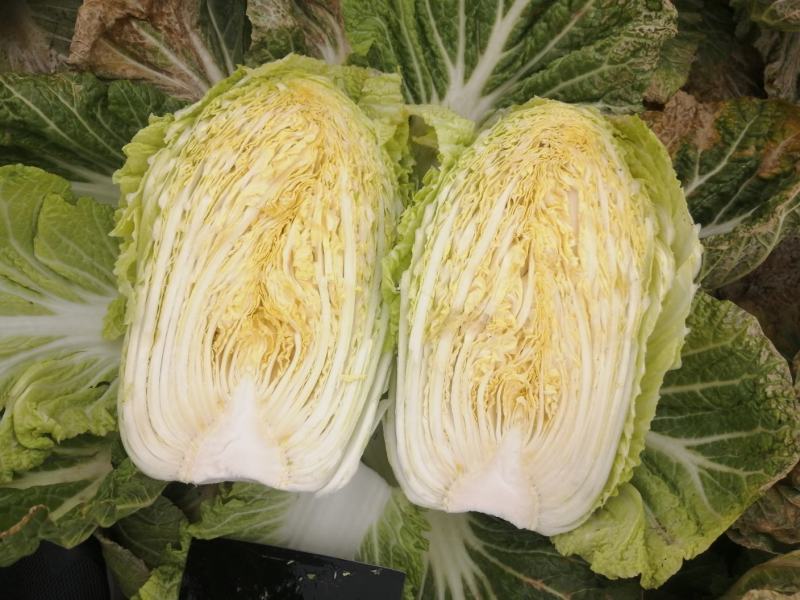 湖北黄心大白菜，可供超市，批发市场，加工厂，，，，，