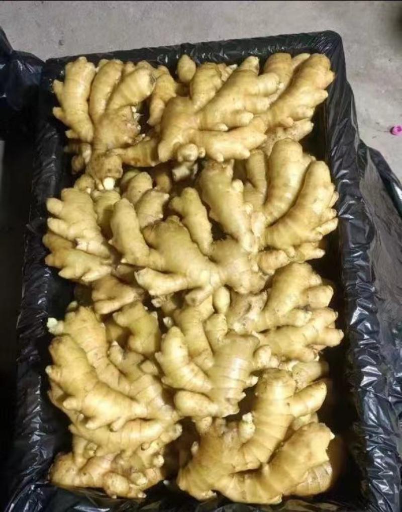 大黄姜姜种，368高产王可脱毒，可催芽，质量保证