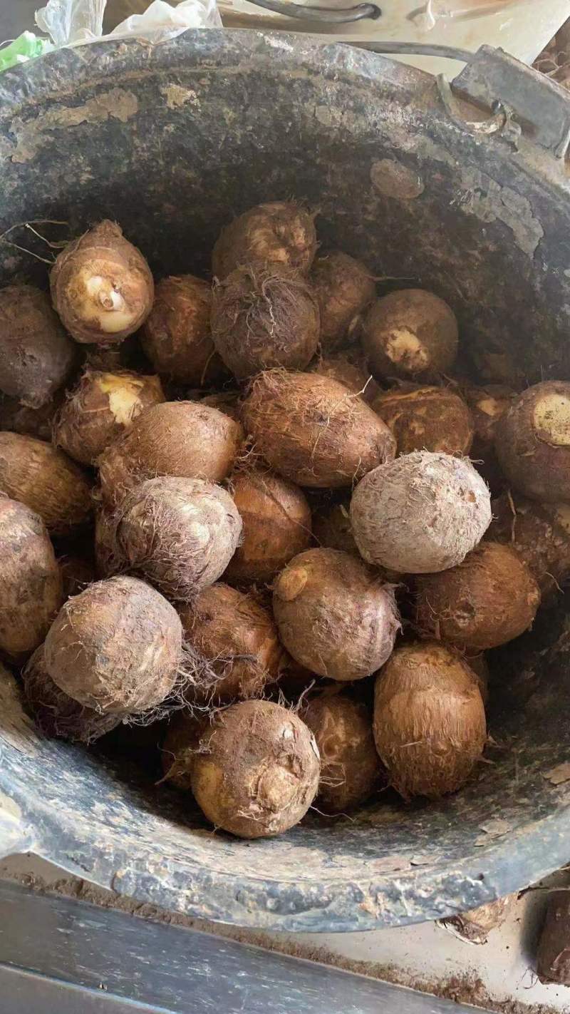 [热销芋头]山东优质8520芋头种大量有货销售，产地直销