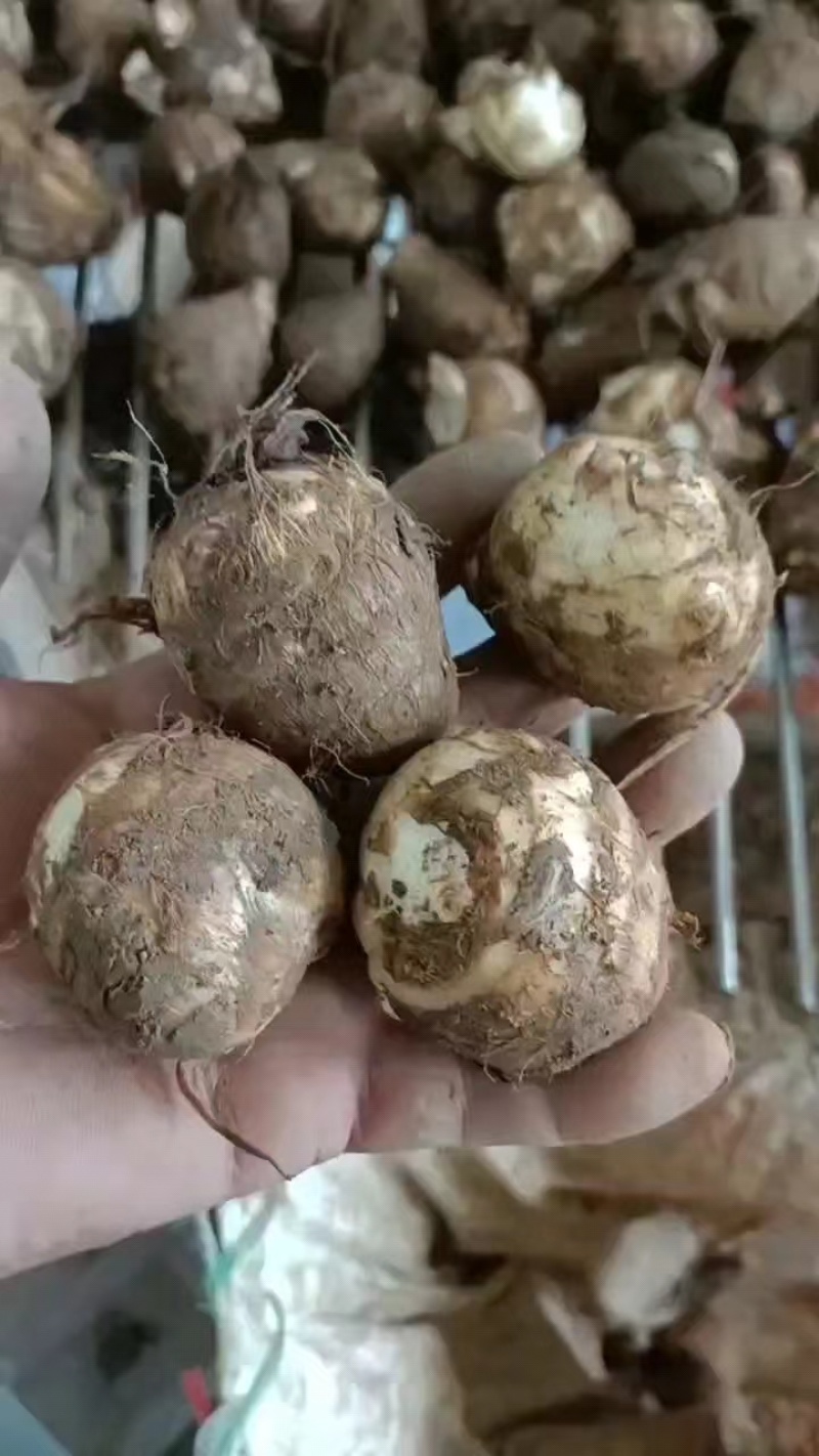 [热销芋头]山东优质8520芋头种大量有货销售，产地直销