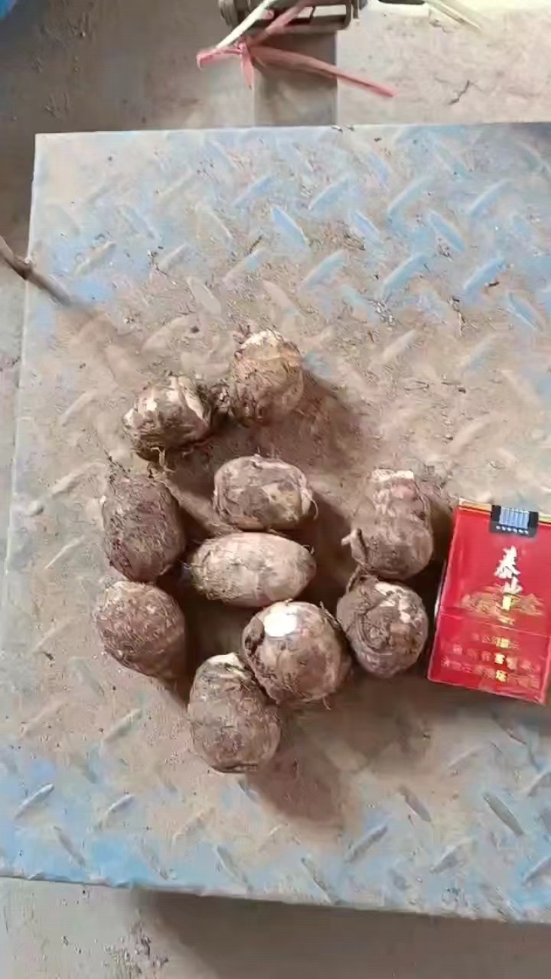 [热销芋头]山东优质8520芋头种大量有货销售，产地直销