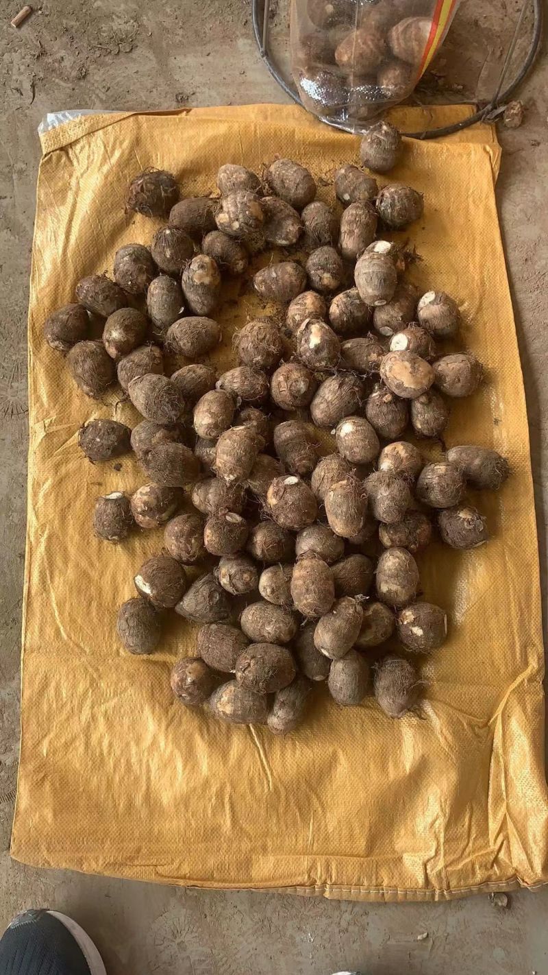 [热销芋头]山东优质8520芋头种大量有货销售，产地直销