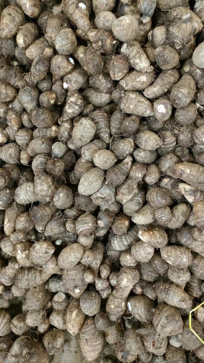 [热销芋头]山东优质8520芋头种大量有货销售，产地直销