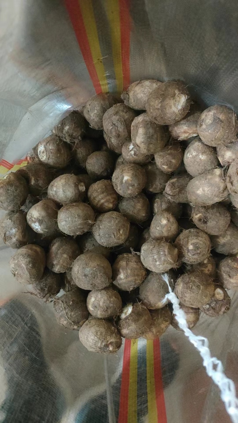 [热销芋头]山东优质8520芋头种大量有货销售，产地直销