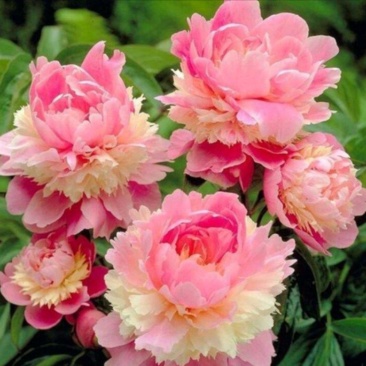 芍药