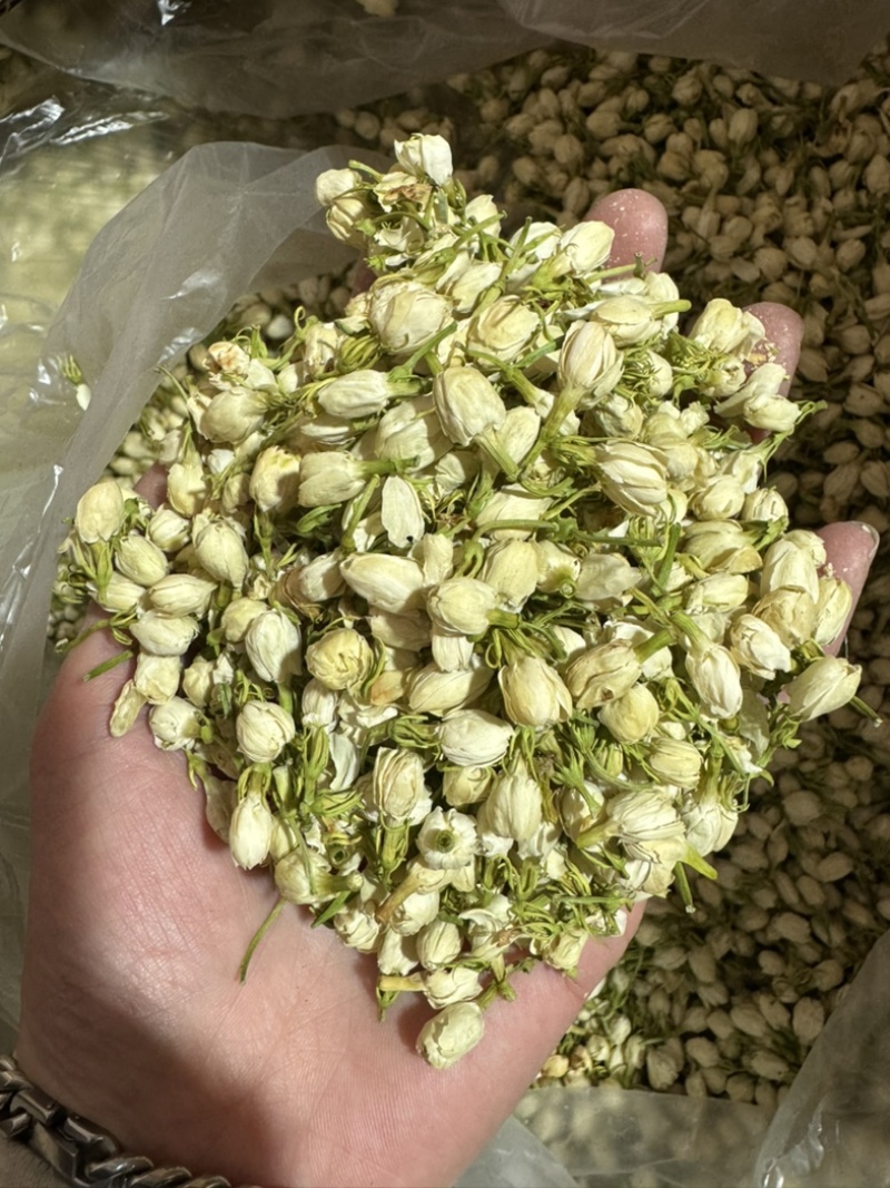 茉莉花茶茉莉花茉莉花苞实物拍摄