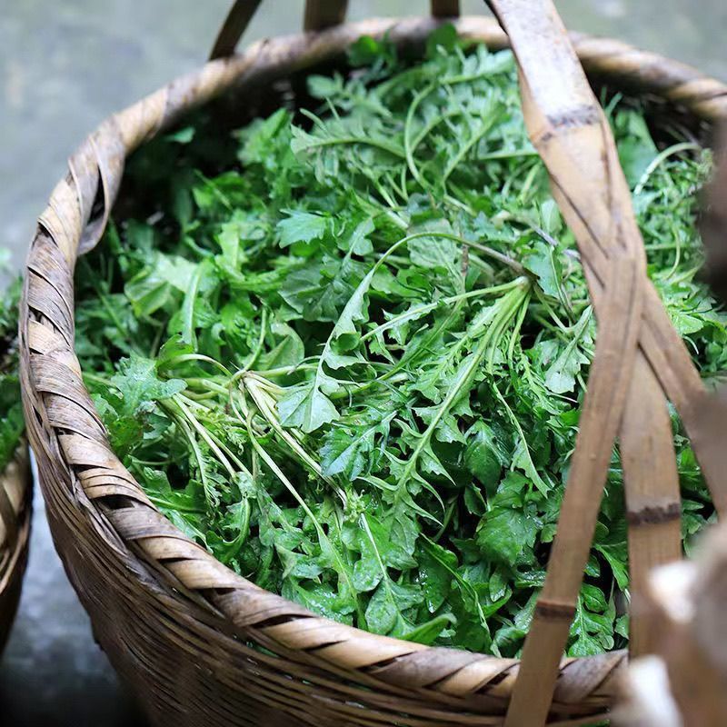 现摘荠荠菜
