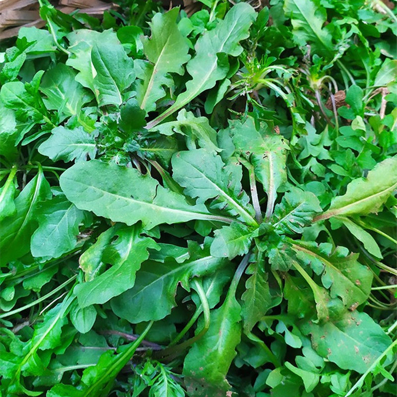 现摘荠荠菜