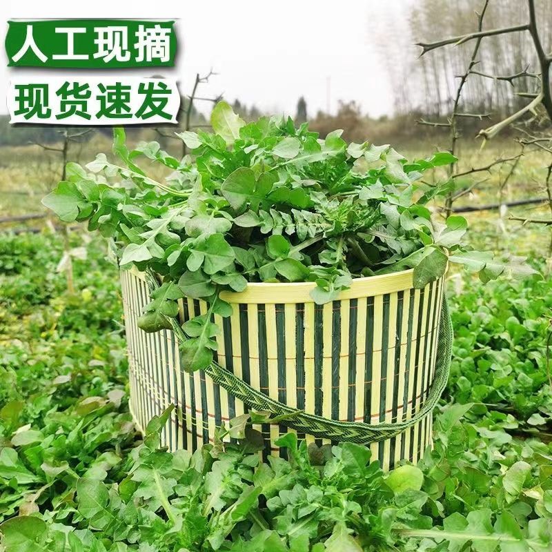 现摘荠荠菜
