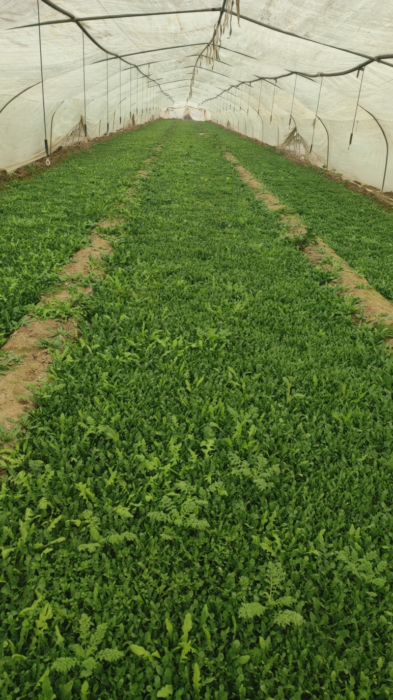 现摘荠荠菜