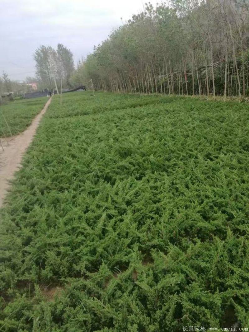 蒲草