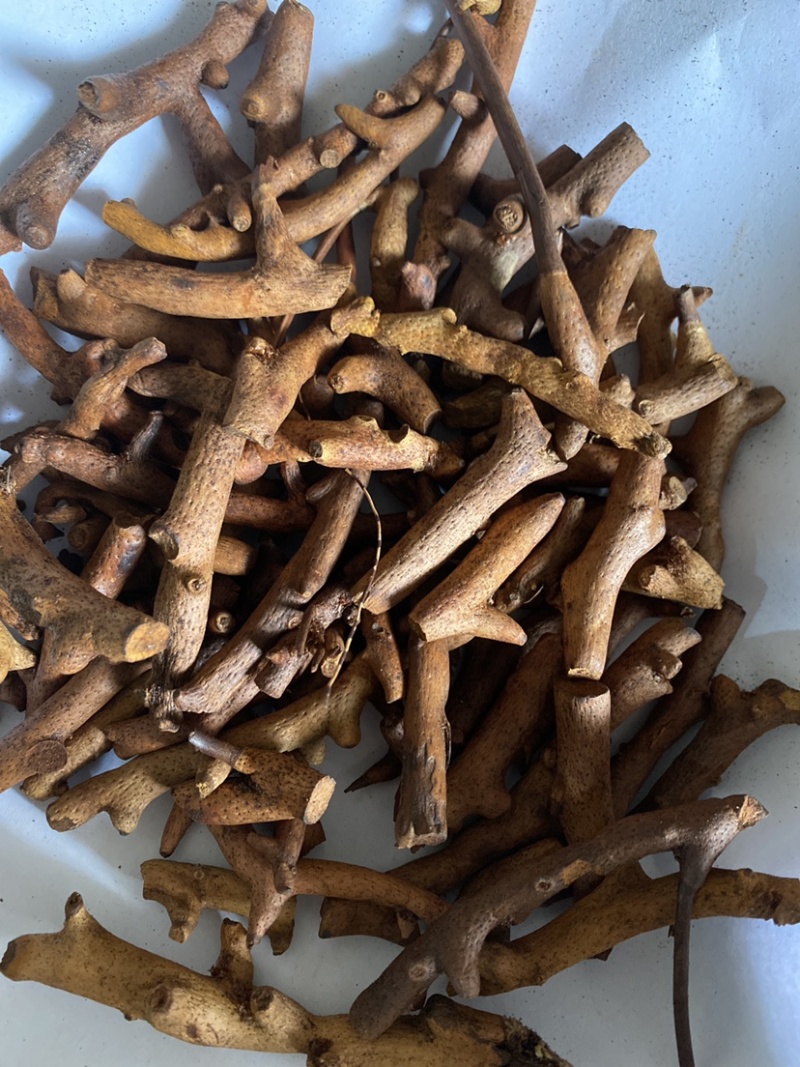 炒骨碎补