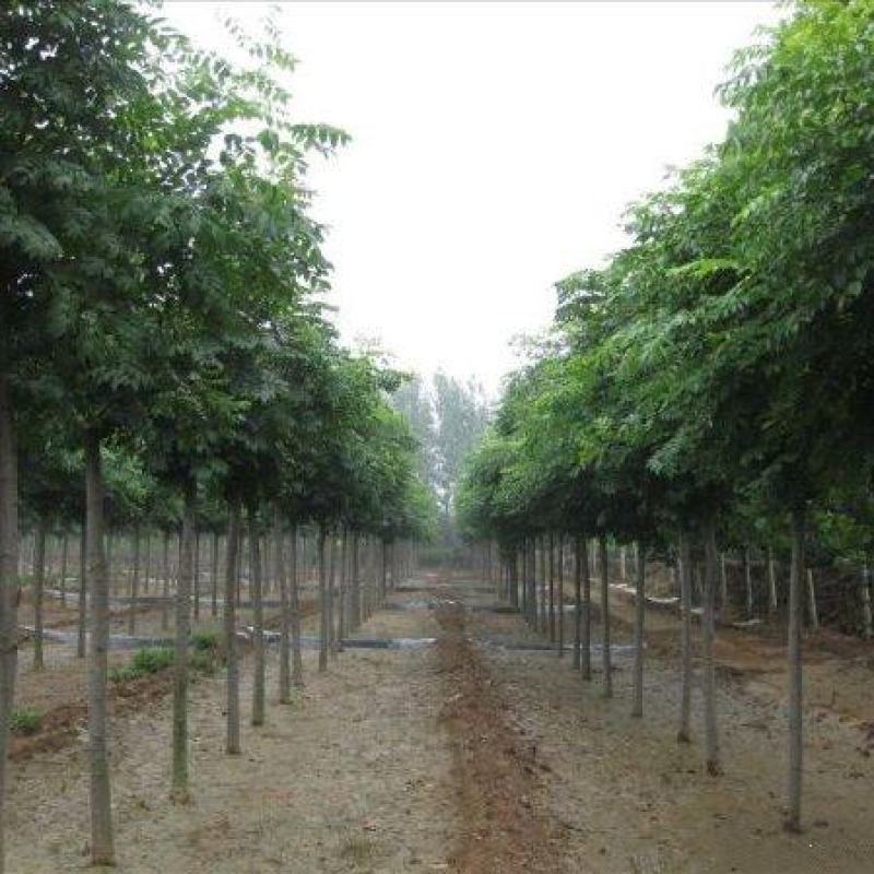 栾树