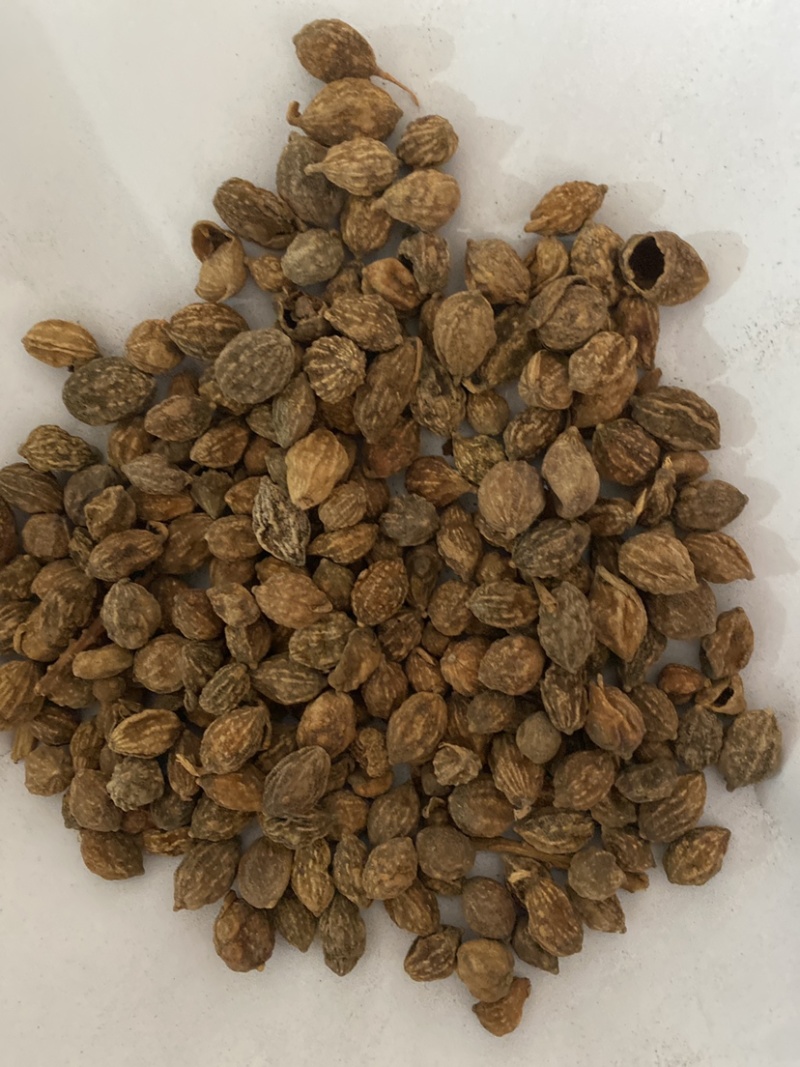 益智仁