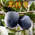 甜脆黑柿子苗，嫁接日本甜脆柿，盆地栽南北方种植特大无核