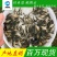 鲳鱼苗优选优质优批发直销全国发货技术指导