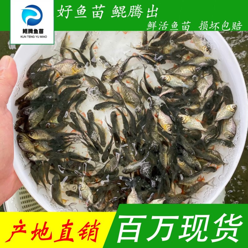 鲳鱼苗优选优质优批发直销全国发货技术指导