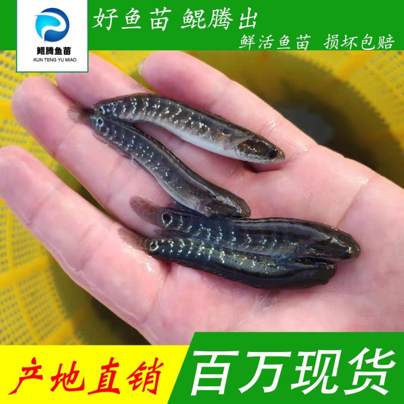 七星鱼苗大量现货产地直销全国可售驯化好苗