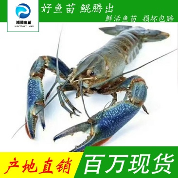 澳龙虾苗产地直销直供批发现货技术指导