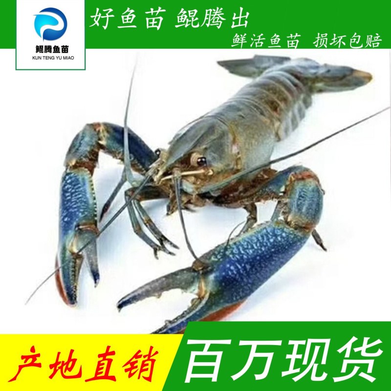 澳龙虾苗产地直销直供批发现货技术指导