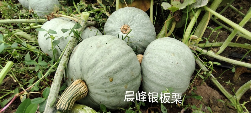 改良板栗南瓜种子，口感香甜面，板栗南瓜种子厂家发货招代理
