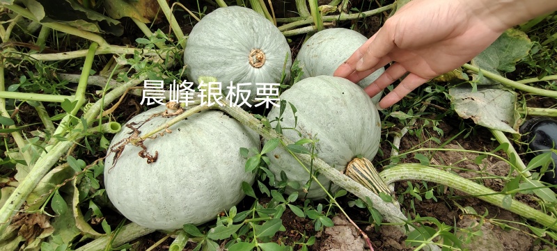 改良板栗南瓜种子，口感香甜面，板栗南瓜种子厂家发货招代理