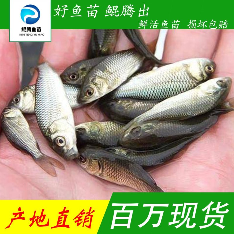 鲤鱼苗批发直销百万现货技术指导全国可售