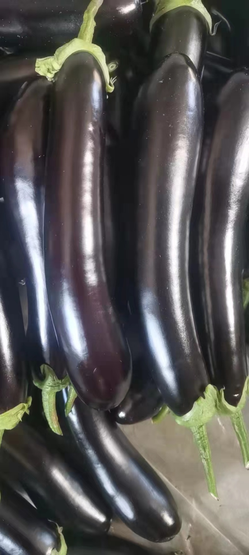 山东兰陵精品绿把茄子，大量供应，产地直销保质保量一手货源