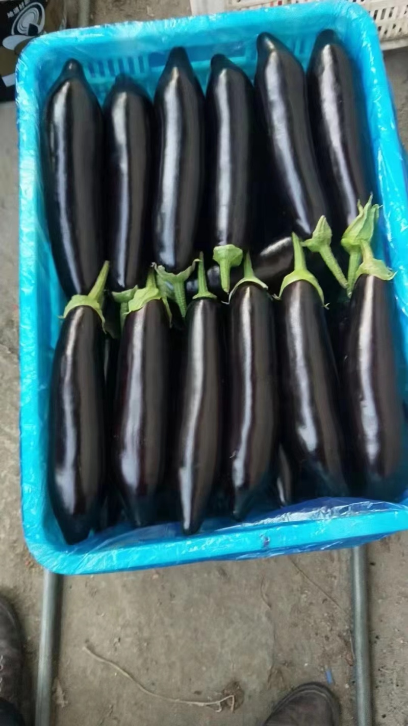 山东兰陵精品绿把茄子，大量供应，产地直销保质保量一手货源