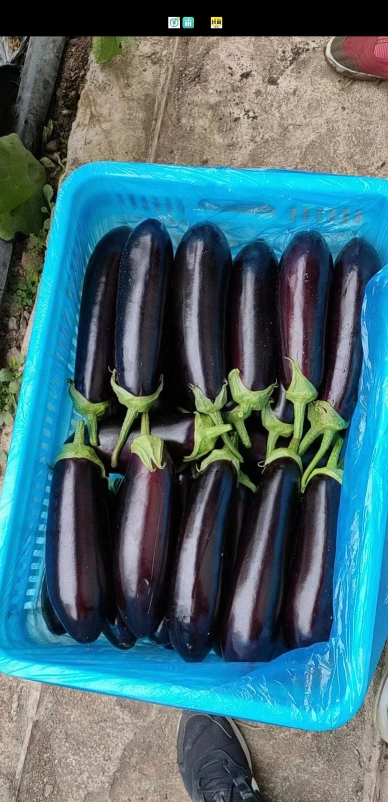 山东兰陵精品绿把茄子，大量供应，产地直销保质保量一手货源