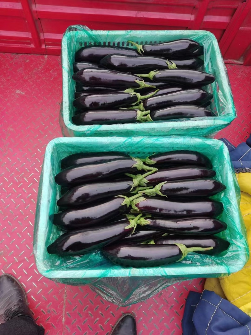 山东兰陵精品绿把茄子，大量供应，产地直销保质保量一手货源