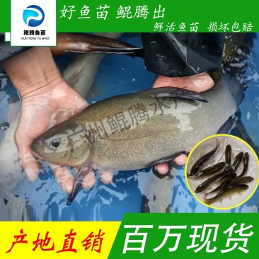 优质丁桂鱼苗鲜活水产鱼苗产地直销技术指导