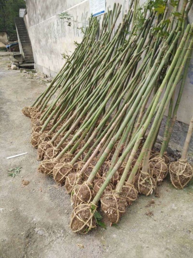 青枫