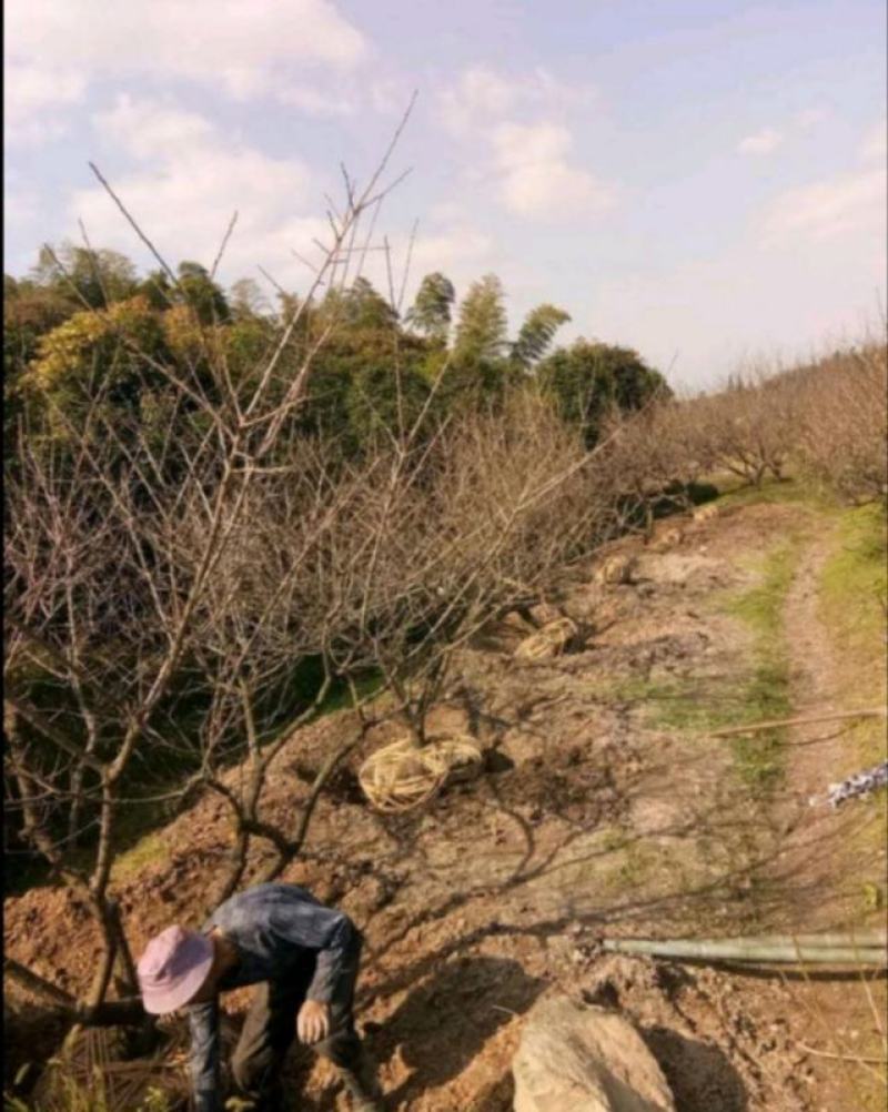 青梅树苗