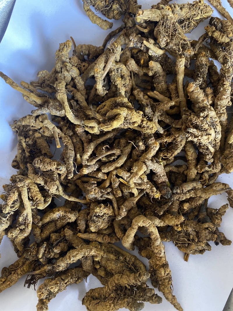 黄连