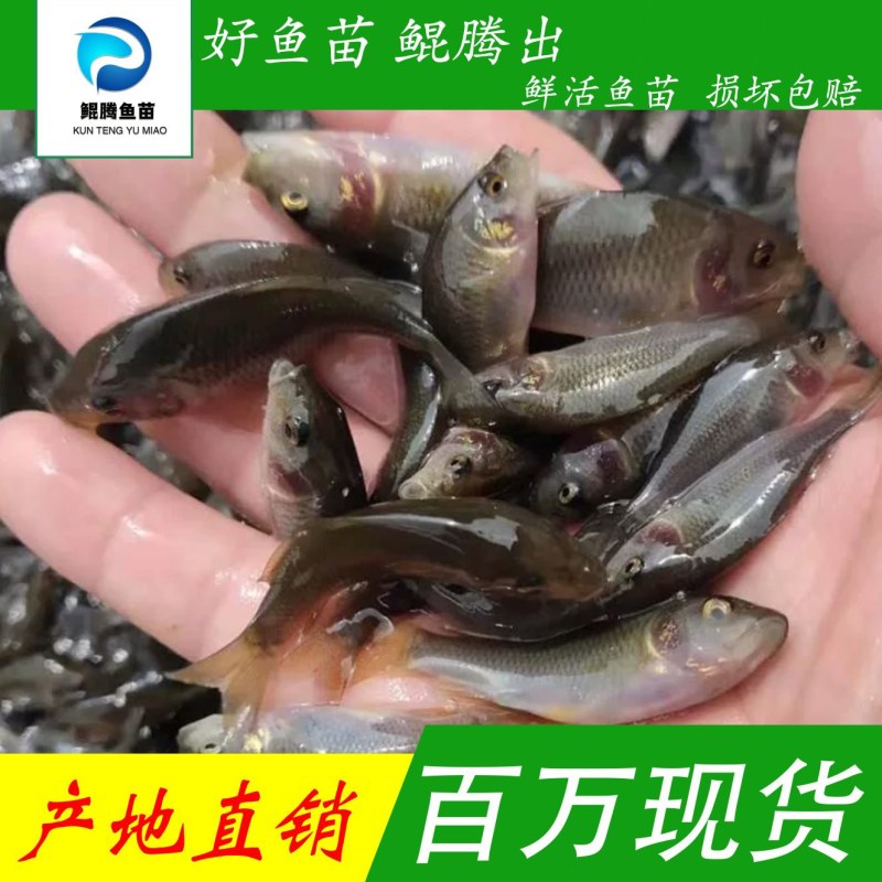 优选禾花鲤鱼苗产地直销直供现货直发全国可售
