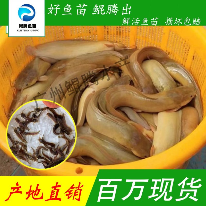 淡水养殖优选塘鲺鱼苗产地直销直供现货全国发货