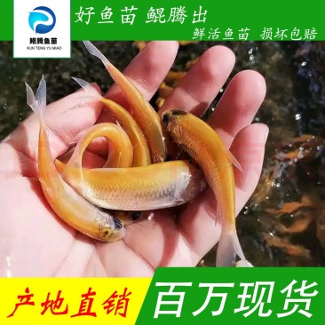精选优质金丝草鱼苗广州批发养殖场直供百万现货