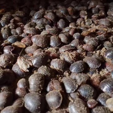 新鲜土鳖虫，营养丰富，健康美味！