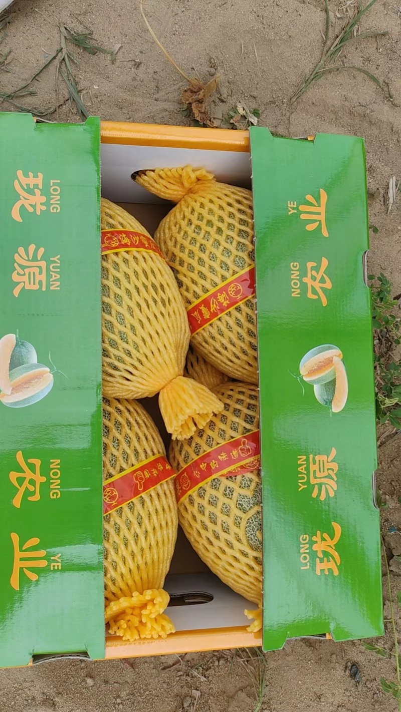 小蜜25，网纹好，皮毛靓
