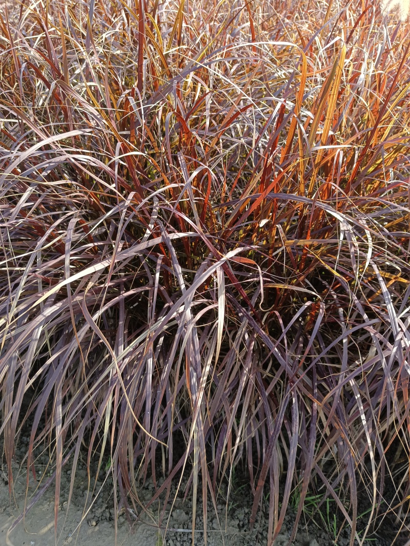 紫叶狼尾草，基地大量供应，农户价格，质优价便，欢迎采购