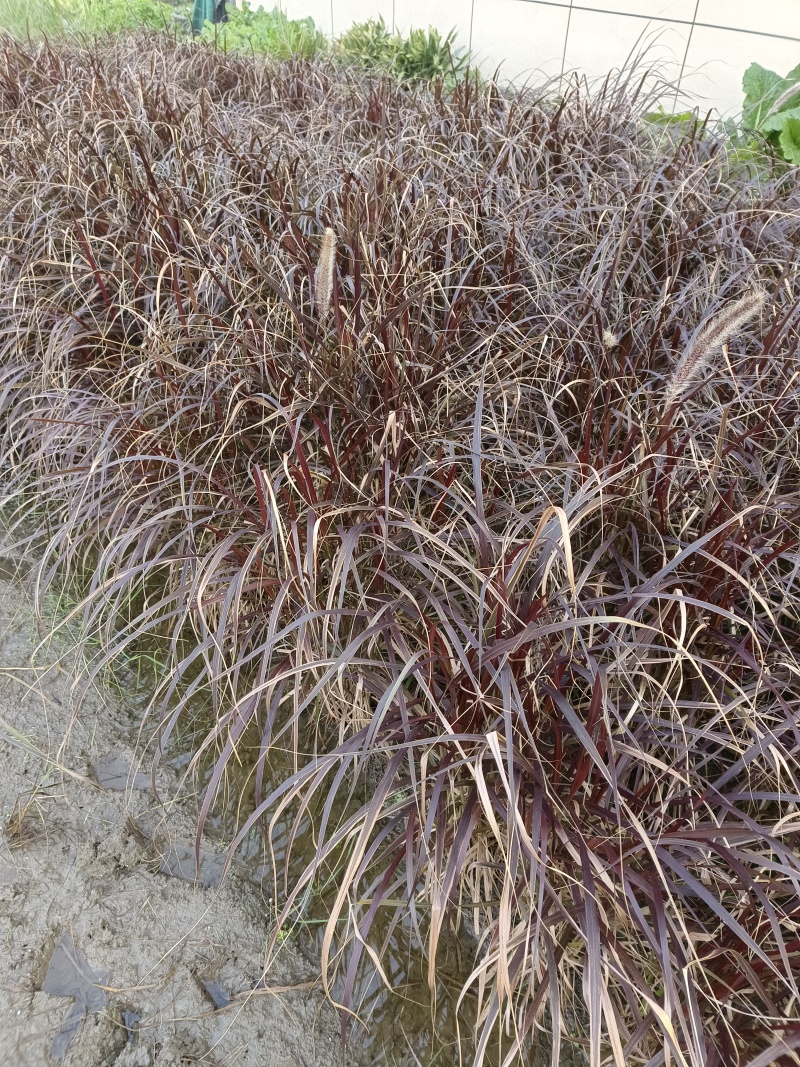 紫叶狼尾草，基地大量供应，农户价格，质优价便，欢迎采购