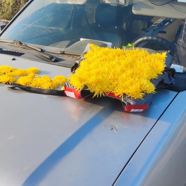 金丝皇菊