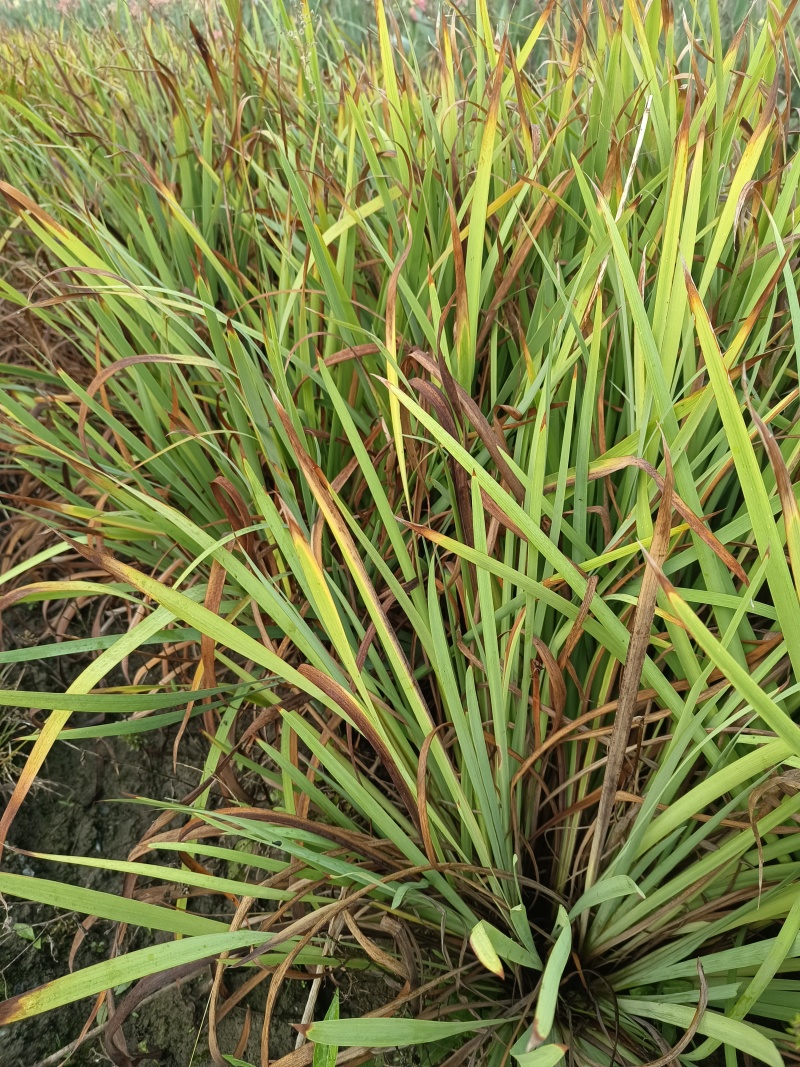 花菖蒲，基地大量供应，农户价，质优价廉，欢迎大量采购。