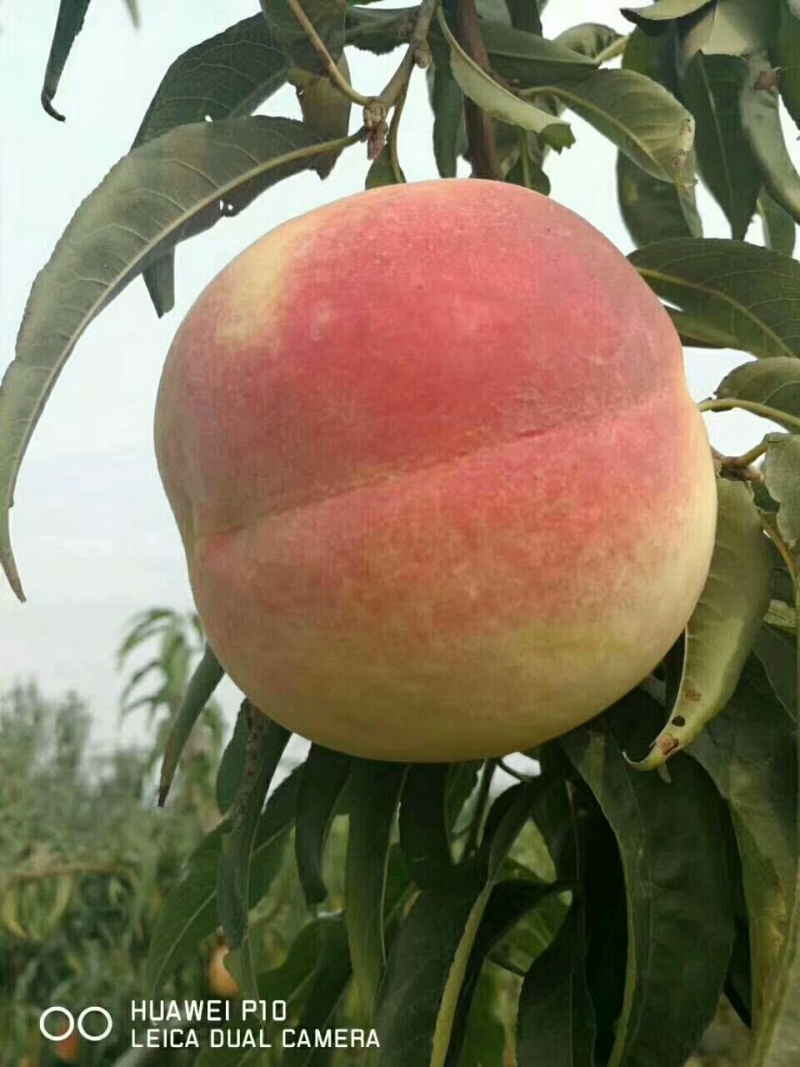 嫁接品种桃树苗早熟晚熟桃苗黄桃苗现起现发