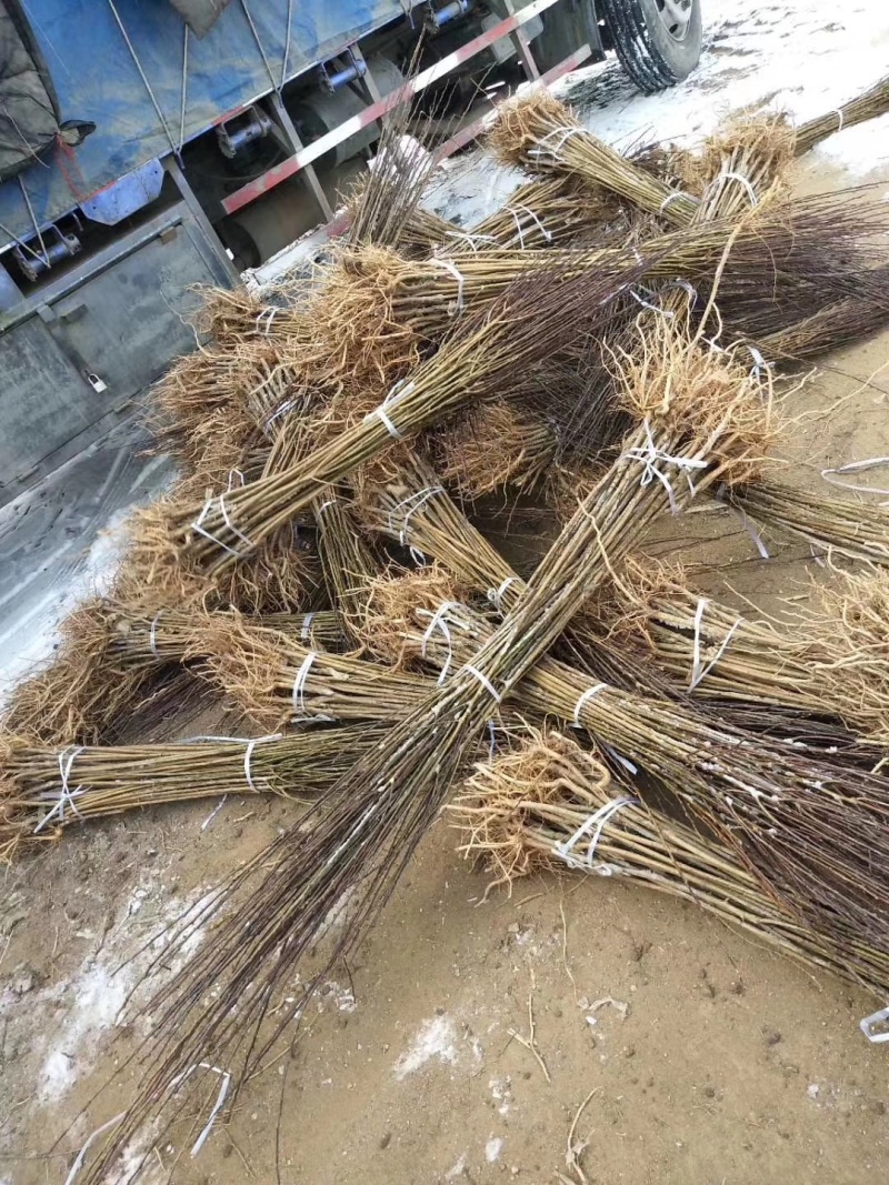 嫁接品种桃树苗早熟晚熟桃苗黄桃苗现起现发