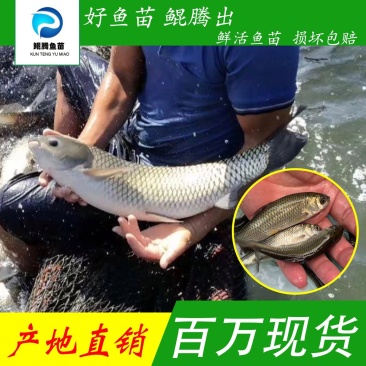 优选草鱼苗产地直销直供现货直发技术指导