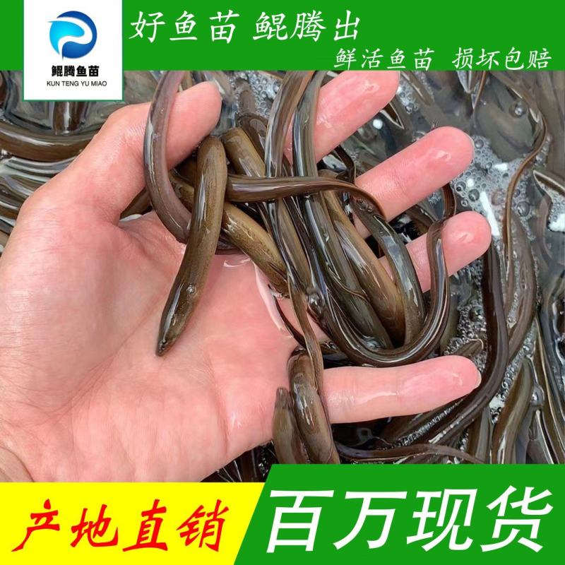 优质黄鳝苗产地直销直供批发现货技术跟踪