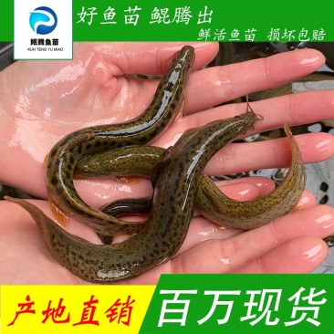 优质泥鳅苗产地直销直供现货批发技术跟踪