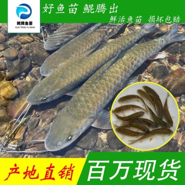 军鱼苗人工养殖产地直销技术指导全国可售